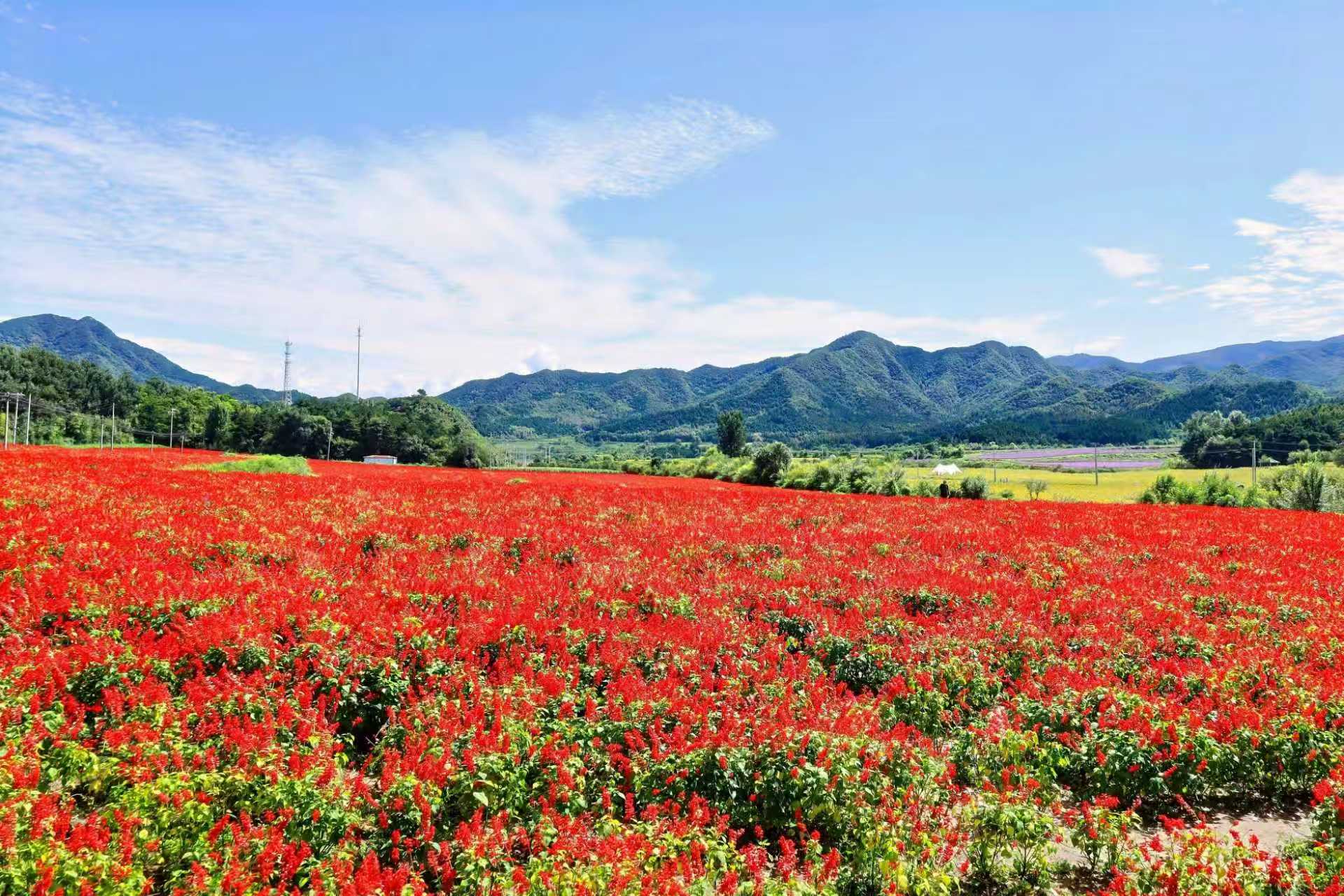 四海镇春季乡野景色