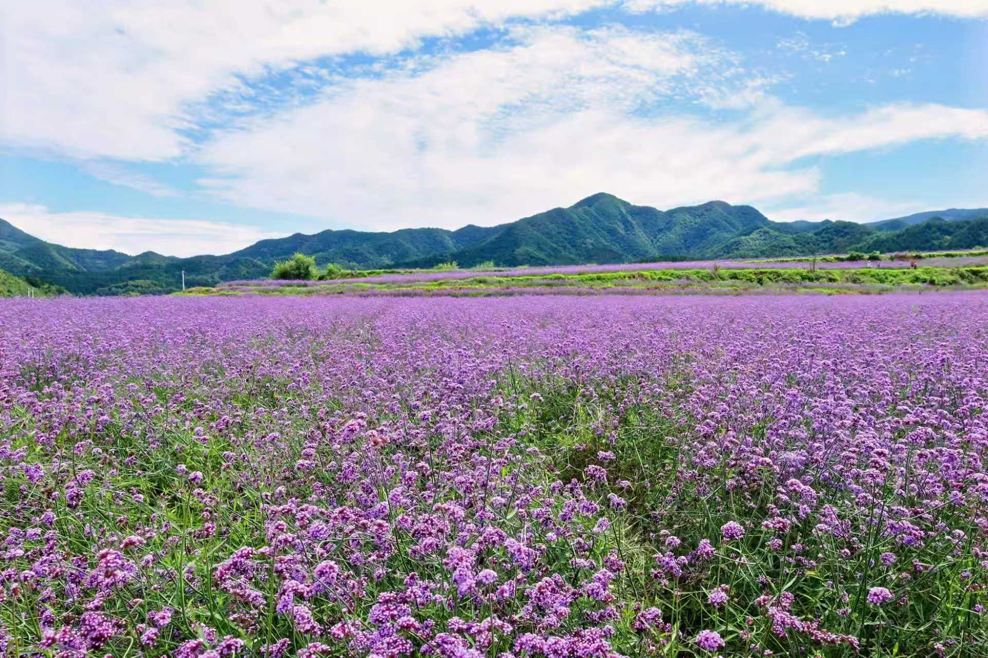 会员故事封面图